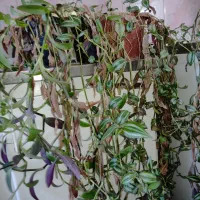 گل برگ بیدی و چشم آهویی