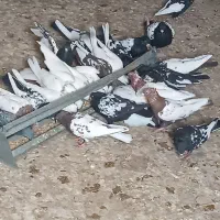 کبوتر سینه ای رنگی|پرنده|بروجن, |دیوار