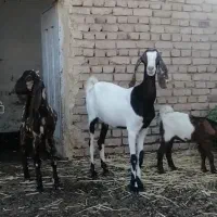 یک راس بزوبزغاله ویک بزغاله نردورگ