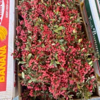 زرشک تازه وشاخ روخریداریم|خدمات باغبانی و درختکاری|بیرجند, |دیوار