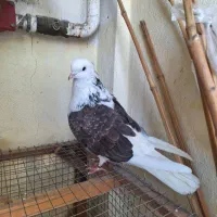 کبوتر نر شمرون|پرنده|رشت, کوی مهر|دیوار