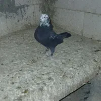 کبوتر پرشی کله ماستی