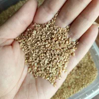 کنجد کرم دبل سورت پاکستانی|خوردنی و آشامیدنی|قم, نوقطار|دیوار