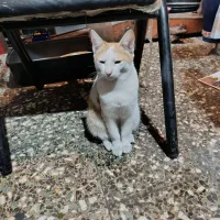 گربه خانگی پیدا شده|حیوانات|رشت, استادسرا|دیوار