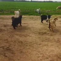 فروش بیگ ماده|حیوانات مزرعه|گتوند, |دیوار