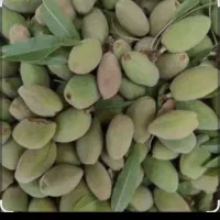 پوسته بادام سبز