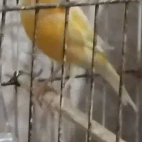 طوطی ملنگو|پرنده|میناب, |دیوار