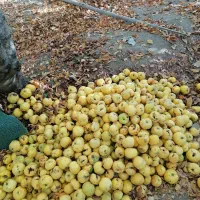 میوه به(بی)|خوردنی و آشامیدنی|موچش, |دیوار