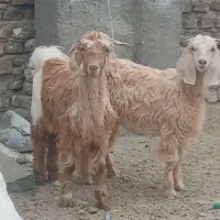 کهره مری دوعدد دوقلو هستن ۵ماهه یک نر ویک ماده
