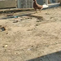 فروش کبوتر لیلک|پرنده|جهرم, |دیوار