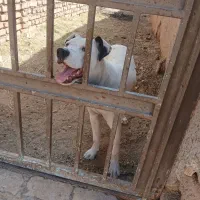 سگ معاوضه با کفتر