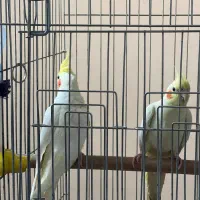 طوطی هلندی رنگ لیمویی