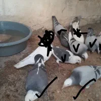 کبوتر خوش قیمت