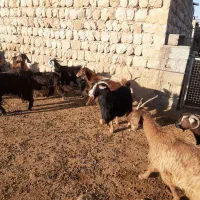 فروش۳۰راس بز|حیوانات مزرعه|اندیمشک, |دیوار