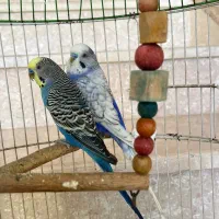 دو عدد مرغ عشق نر