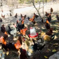 مرغ وخروس محلی|حیوانات مزرعه|دماوند, دماوند|دیوار