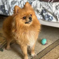 سگ نر پامرین روباهی ۱۰ ماهه، میلو