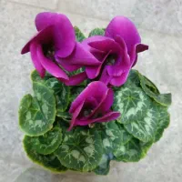 دیفن افوربیا سیکلامن کالانکولا بونسای اواع آگلونما|گل و گیاه طبیعی|تهران, تولید دارو|دیوار