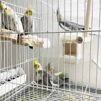 عروس هلندی|پرنده|سبزوار, شهرک ابوذر|دیوار