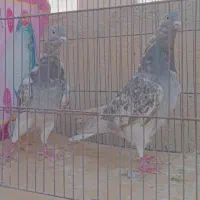 زرد دم سفید زاغ دم سفید|پرنده|قم, انسجام|دیوار