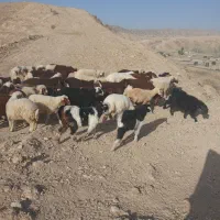 بره چاق وثابت باب کشتار|حیوانات مزرعه|کرمانشاه, |دیوار