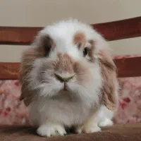 واگذاری رایگان دو عدد خرگوش لوپ|موش و خرگوش|کرج, گلشهر|دیوار