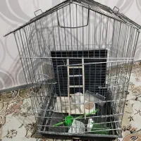 قفس پرنده|لوازم جانبی حیوانات|اسدآباد, |دیوار