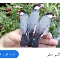 فنچ نرگسی بلبلی