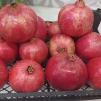 انار عمده رباب صادراتی با کیفیت بسیار بالا