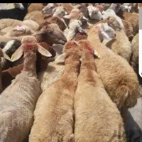 دام زنده شیشک نزاییده و بزغاله درجه یک پرواری|حیوانات مزرعه|قم, چهل درخت‎|دیوار