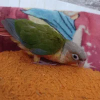 طوطی
