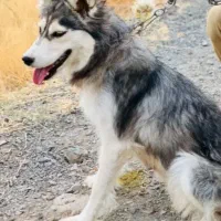 سگ هاسکی خوشکل|سگ|بوکان, |دیوار