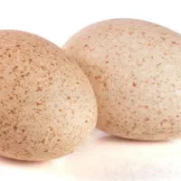 تخم بوقلمون