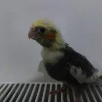 جوجه عروس هلندی