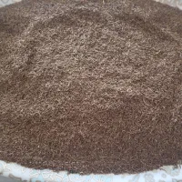 زیره کوهی