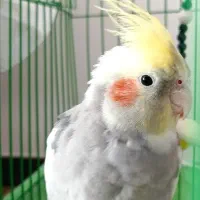 طوطی عروس هلندی|پرنده|ساری, |دیوار