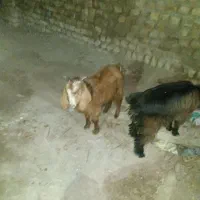 دوتا بزغاله سالم سرحال