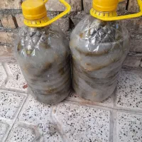 خیار شور|خوردنی و آشامیدنی|مشهد, کوی دروی|دیوار