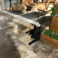 ژرمن بلک|سگ|ساری, |دیوار