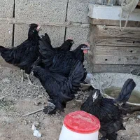 جوجه ۳ ماهه واکسن خورده مرندی