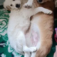 پاکوتاه اشپیتز و میکس