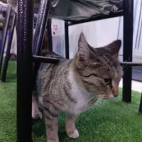 واگذاری گربه|گربه|مراغه, |دیوار