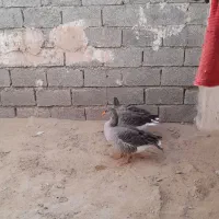 غاز گوشتی و تخمگذار