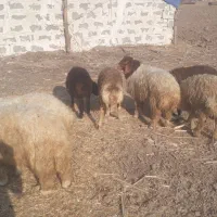 فروش بره نر