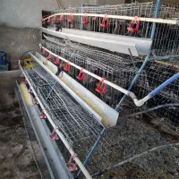 فروش قفس مرغ تخمگذار و مرغ