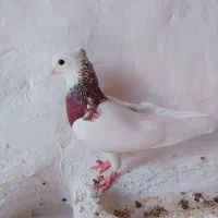 کبوتر معاوضه با ماده پلاکی گاهک