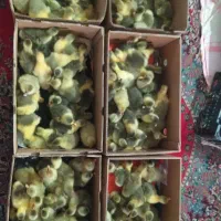 جوجه غاز دو سه روزه در تعداد بالا