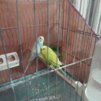 یک جفت مرغ عشق