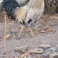 خروس بسیار چاف محلی