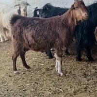 بز دورگ آبستن رو مایه دوقلو زا|حیوانات مزرعه|مرودشت, مختارآباد|دیوار